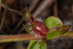 Harper's buttonweed